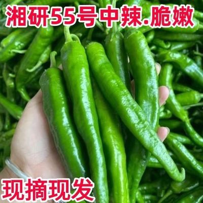 湘研55号微辣新鲜采摘薄皮辣椒薄皮青椒农家土辣椒新鲜产地直发