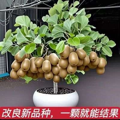 【雌雄同体】红心猕猴桃树苗正宗嫁接红阳绿徐香奇异果苗黄爬藤