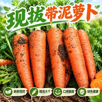 现拔新鲜胡萝卜水果蔬菜水果现挖现发农家自种现挖带泥胡萝卜