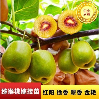正宗苍溪猕猴桃苗红心绿心黄心猕猴桃苗地栽水果苗南北方种植