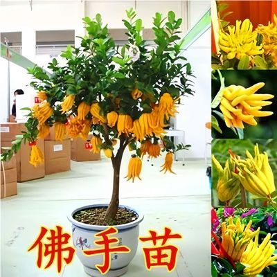 佛手盆栽四季常青佛手苗金佛手苗绿植花卉盆栽地栽果树苗当年结果