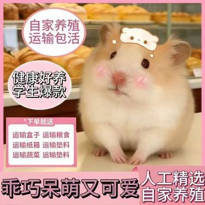 家养小仓鼠活体三线紫仓银狐布丁金丝熊小熊可爱学生宠物情侣包活