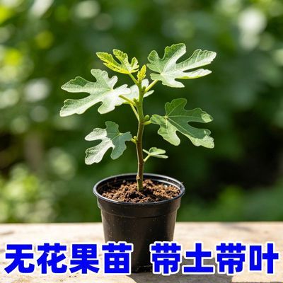 无花果树果苗特大波姬红四季庭院地栽阳台盆栽南北方种植当年结果