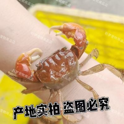 相手相守迷你观赏鱼缸淡水辣椒批发将军螃蟹可爱宠物发财摆摊