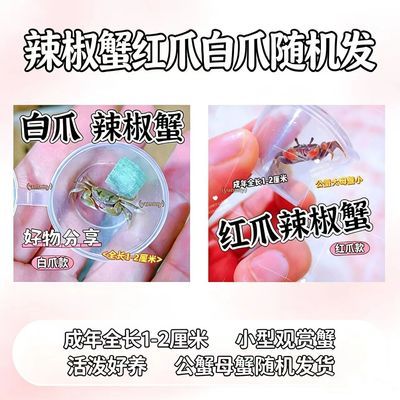 迷你蟹辣椒蟹观赏蟹可与灯科鱼虾斑马鱼混养吃涡虫除藻活泼水草泥
