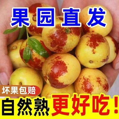 【果园直发】冬枣正宗新鲜枣子应季水果脆甜冰糖鲜枣大果青枣脆枣优惠商品图片