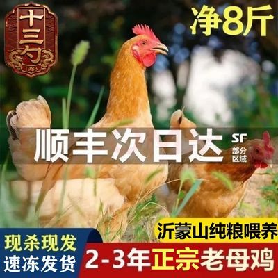 沂蒙山林地散养老母鸡农村正宗母鸡走地鸡炖汤很香月子鸡新鲜现杀优惠商品图片