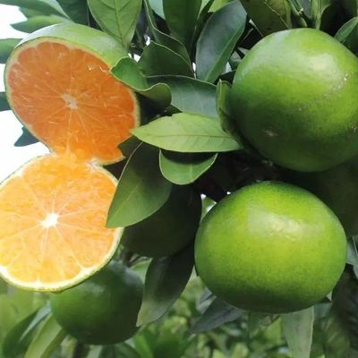 当季农户自种正宗青皮宜昌薄皮无仔蜜橘无核橘应季水果直发
