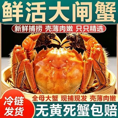 鲜活大闸蟹特大螃蟹全公全母河蟹海鲜水产现货4/16只含绳可选礼盒优惠商品图片
