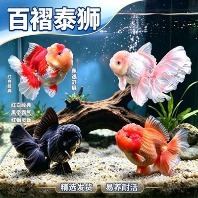 臻选泰狮百褶裙娃娃脸元宝狮F1金鱼波妞观赏鱼仙尾高级好养冷水鱼