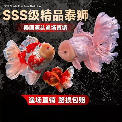 精品泰狮百褶裙婚纱尾娃娃脸观赏鱼将军泰好养耐活淡水冷水鱼金鱼