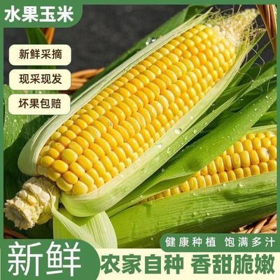 云南现摘水果甜玉米新鲜超甜可生吃爆浆黄金水果玉米带皮整箱