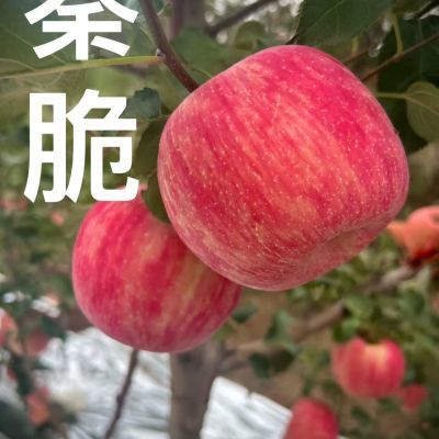 新品上市白水秦脆苹果-脆甜多汁产地直供新鲜采摘健康果