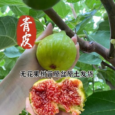 【原盆原土发货】威海青皮无花果苗斯特拉特大果南北盆栽地栽庭院