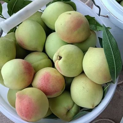 【顺丰包邮】正宗青皮脆蜜桃新鲜脆桃红心脆甜当季大果硬桃青脆桃优惠商品图片