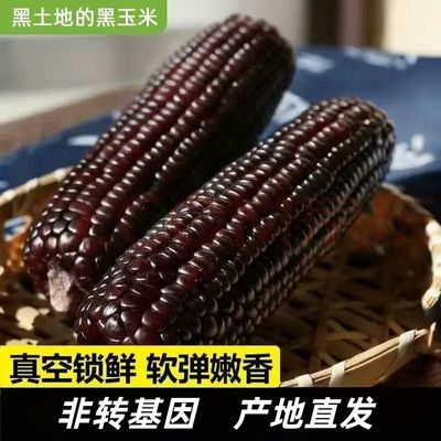 26年正宗东北新鲜黑糯玉米富含花青素软糯香甜营养早餐小棒