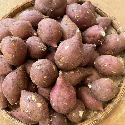 新鲜现摘榴莲蜜薯糖豆果个大饱满香甜软糯农家自种健康美味