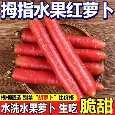 【2026新萝卜】红心水果萝卜自家种植手指萝卜当季新鲜蔬菜甜萝卜