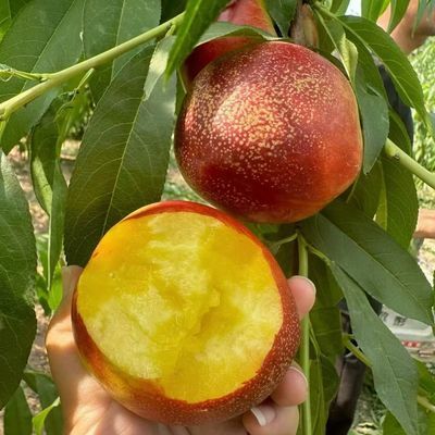 新鲜现摘黄心大连正宗麻脸油桃钱数九离核桃当季水果整箱多汁孕妇优惠商品图片