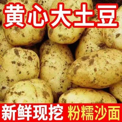 【新鲜现挖】黄皮土豆黄心土豆应季新鲜蔬菜马铃薯洋芋批发