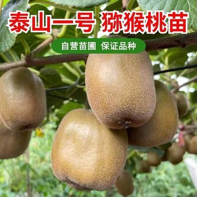 猕猴桃树果苗抗冻绿心泰山一号猕猴桃苗北方南方地栽耐寒爬藤