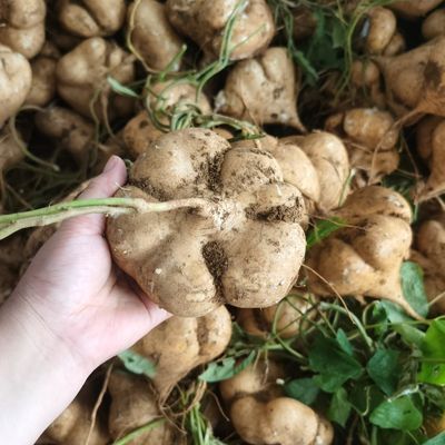 广西农家地凉薯新鲜应季白心凉薯沙葛白凉薯孕妇水果凉薯整箱批发优惠商品图片
