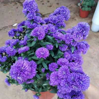 翠菊盆栽紫苑千头菊丹麦翠菊四季开花室外阳台多年生好养宿根