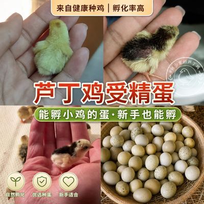 新鲜芦丁鸡受精蛋 可孵化迷你观赏鸡蛋家庭小型宠物鸡新手易养