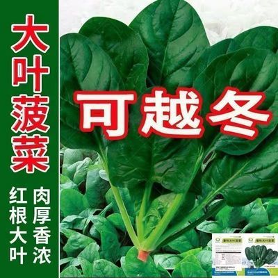 大叶菠菜红根肉厚新鲜菠菜时令蔬菜农家自种生鲜蔬菜火锅食材