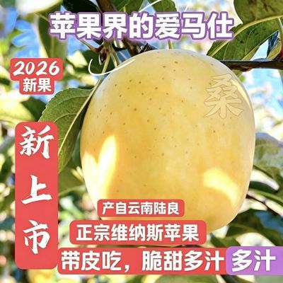 云南陆良维纳斯黄金苹果新鲜脆甜黄苹果现摘黄金维纳斯苹果糖度高