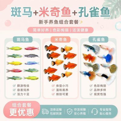 新手懒人好养热带鱼斑马孔雀米奇胎生组合套餐七彩观赏鱼全家