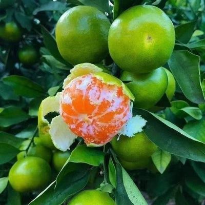 特早熟青皮蜜桔日南一号嫁接橘子树苗南方北方耐寒果树苗盆栽桔子