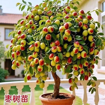 特大沾化冬枣新冰糖脆枣树耐寒盆栽地栽南北方果树枣树苗矮化超矮