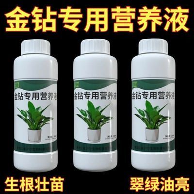 金钻营养液专用肥料家用免稀释室内盆栽养花绿钻大叶绿公主园艺肥