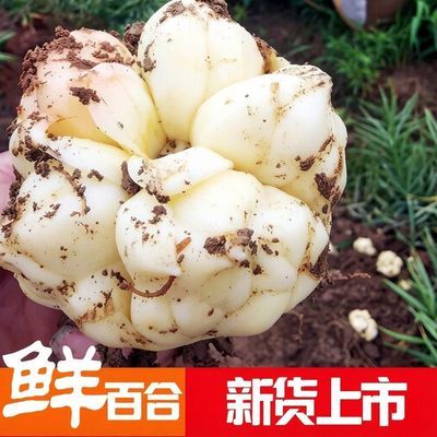 2026年纯天然鲜白合正宗可食用百合龙山百合药食同源苦味无硫
