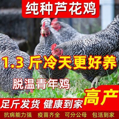 1.3斤纯种黑芦花鸡活苗散养土鸡汶上芦花鸡苗开产母鸡小鸡苗活鸡【4天内发货】优惠商品图片