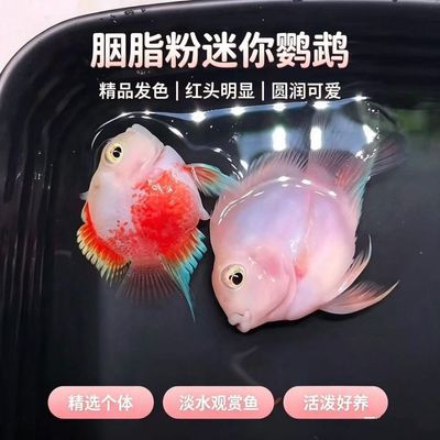 迷你鹦鹉繁殖白金组配宝蓝淡水成功成对热带胭脂粉小苗新款便宜