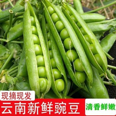 云南新鲜青豌豆农家青豆荚甜脆生豌豆水果豌豆带壳青豆子优惠商品图片