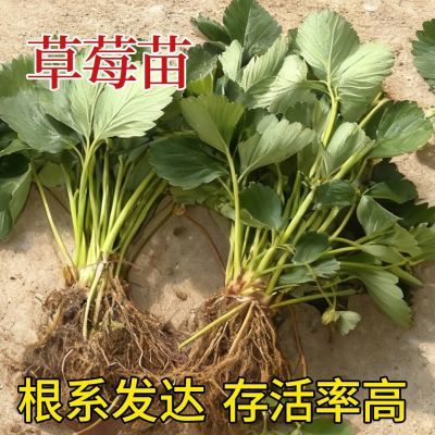 四季草莓奶油红颜秧苗盆栽大棚大果南北方北方南方种植当年裸根