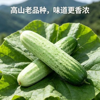 贵州高山农家自种老品种黄瓜露天种植现摘脆嫩生吃本地土黄瓜优惠商品图片
