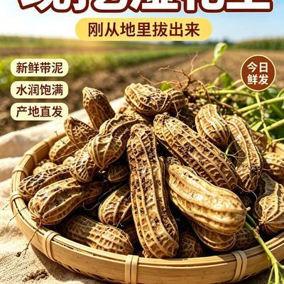 云南七彩花生新鲜现挖湿花生特产农家当季鲜花生花生湿