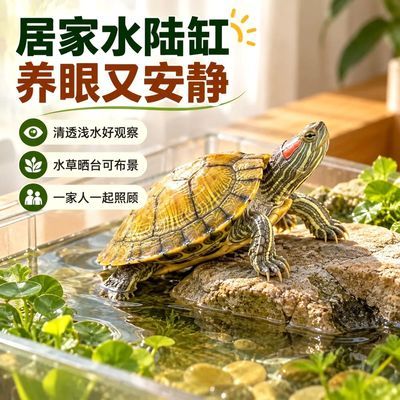 巴西龟家养观赏宠物乌龟一对情侣深水成年迷你好养小乌龟活物批发