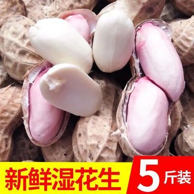 【直播限购】26年现挖新鲜湿花生湿带泥当季新鲜花生带皮生花生