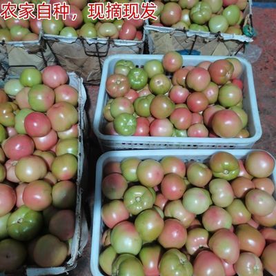 湖北露天转色部分全红西红柿蔬菜番茄蔬菜皮薄便宜