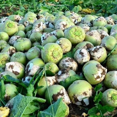【现挖现卖】2026年芥菜疙瘩新鲜芥菜头腌咸菜丝农家自种新鲜芥菜