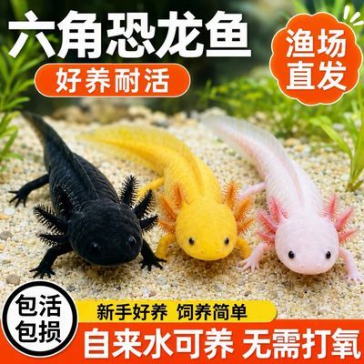 六角恐龙蝾螈宠物龙鱼冷水淡水锦鲤观赏鱼金鱼淡水鱼活物好养懒人