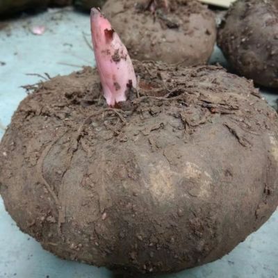 恩施高山新鲜应季魔芋魔芋原材料魔芋头批发新鲜大魔芋