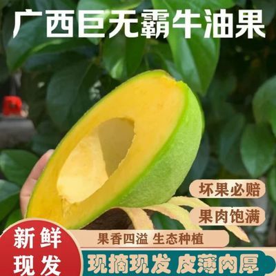 国产正宗广西牛油果巨无霸新鲜水果现摘现发