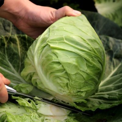 正宗牛心菜卷心菜绿甘蓝鸡心白黄心牛角包菜新鲜蔬菜牛心圆白菜