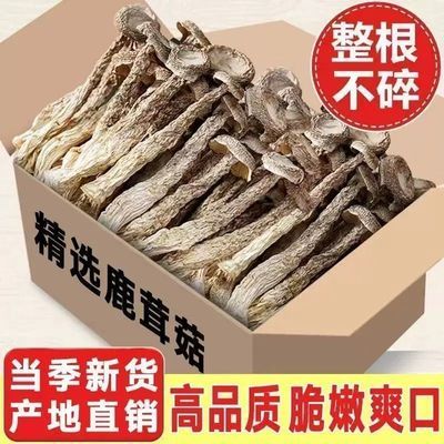 鹿茸日晒干货净重菇菌菇精选煲汤新鲜无熏菌菇食材鹿耳菇批发价